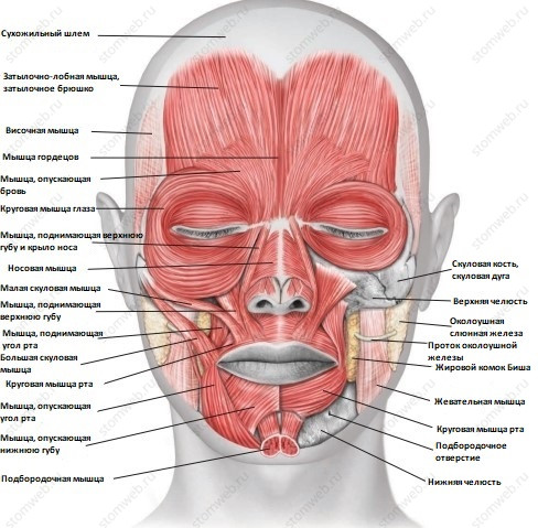Жевательные мышцы и как расслабить постоянное напряжение