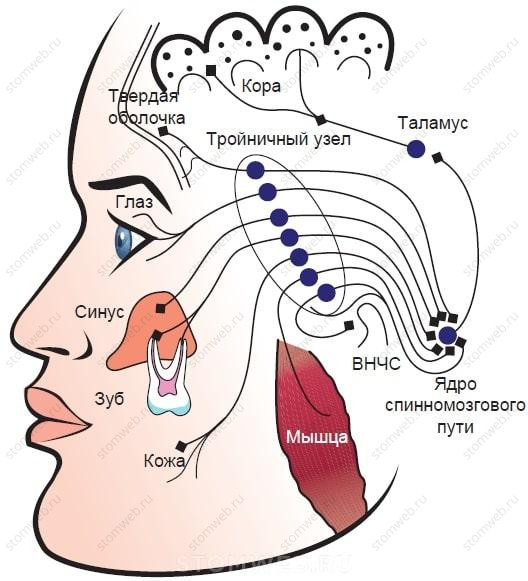 НЕВРАЛГИЯ ТРОЙНИЧНОГО НЕРВА И ЛИЦЕВОЙ ГЕМИСПАЗМ